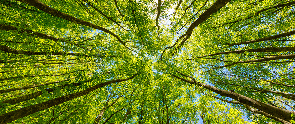 Why Is My Tree Turning Brown? 5 Signs Your Minnesota Tree Needs Care