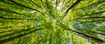 Why Is My Tree Turning Brown? 5 Signs Your Minnesota Tree Needs Care