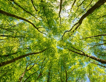 Why Is My Tree Turning Brown? 5 Signs Your Minnesota Tree Needs Care