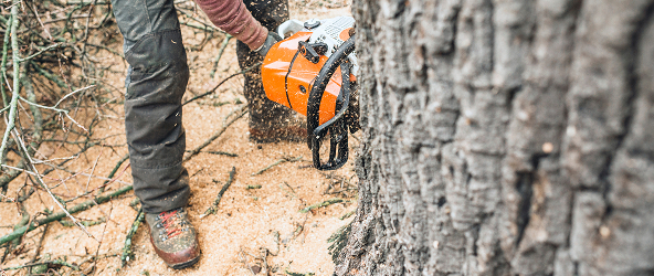 Why You Should Never Prune Oak Trees During a Minnesota Summer