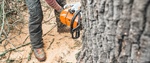 Why You Should Never Prune Oak Trees During a Minnesota Summer