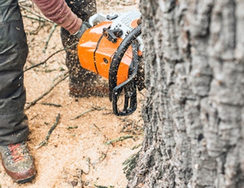 Why You Should Never Prune Oak Trees During a Minnesota Summer