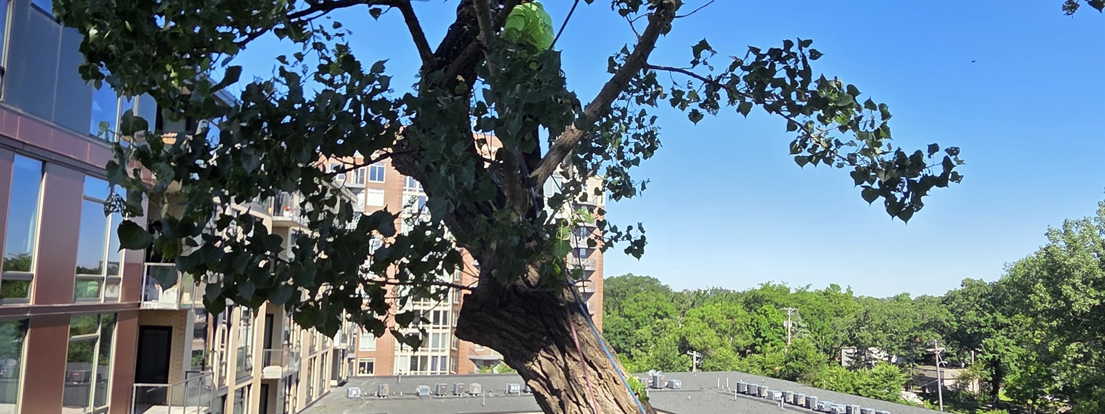 Hazardous Cottonwood Tree Removal at a Minneapolis Condo