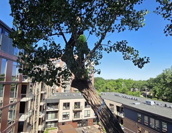 Hazardous Cottonwood Tree Removal at a Minneapolis Condo