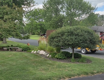 Preserving Mature Trees in Menomonie With Structural Pruning & Plant Health Care