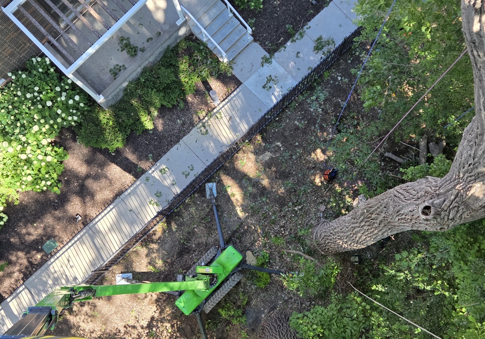 Spider lift and technical rigging used for confined-access cottonwood removal in Minneapolis