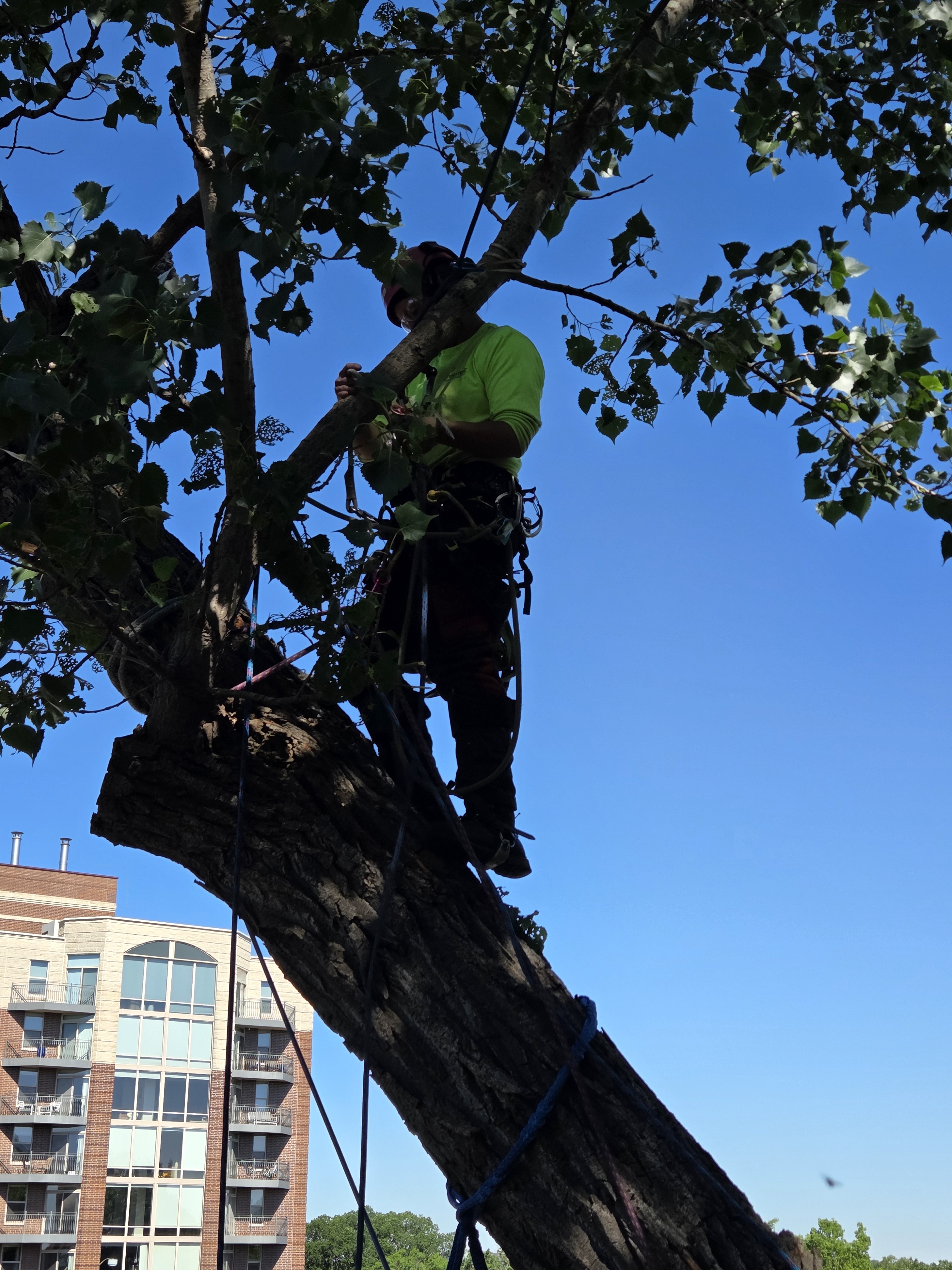 Hazardous Cottonwood Tree Removal at a Minneapolis Condo