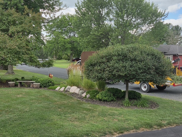 Japanese tree lilac after careful structural pruning at a Menomonie, WI home
