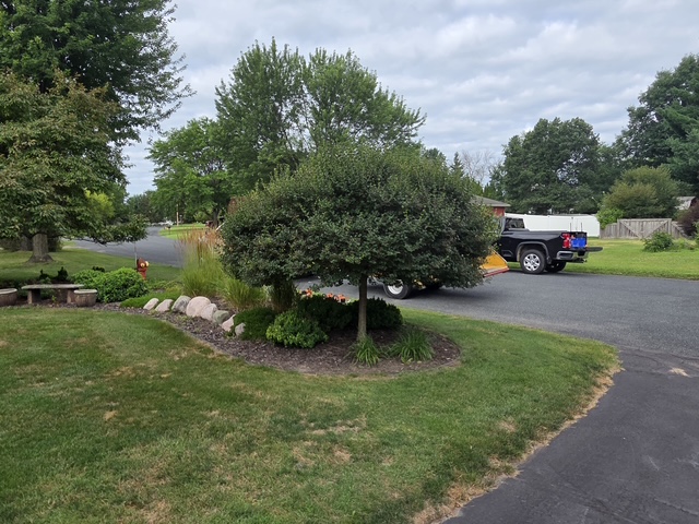 Japanese tree lilac before structural pruning at a residential property in Menomonie, WI