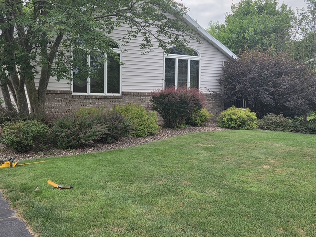 Mature foundation shrubs before selective pruning at a Menomonie, WI home