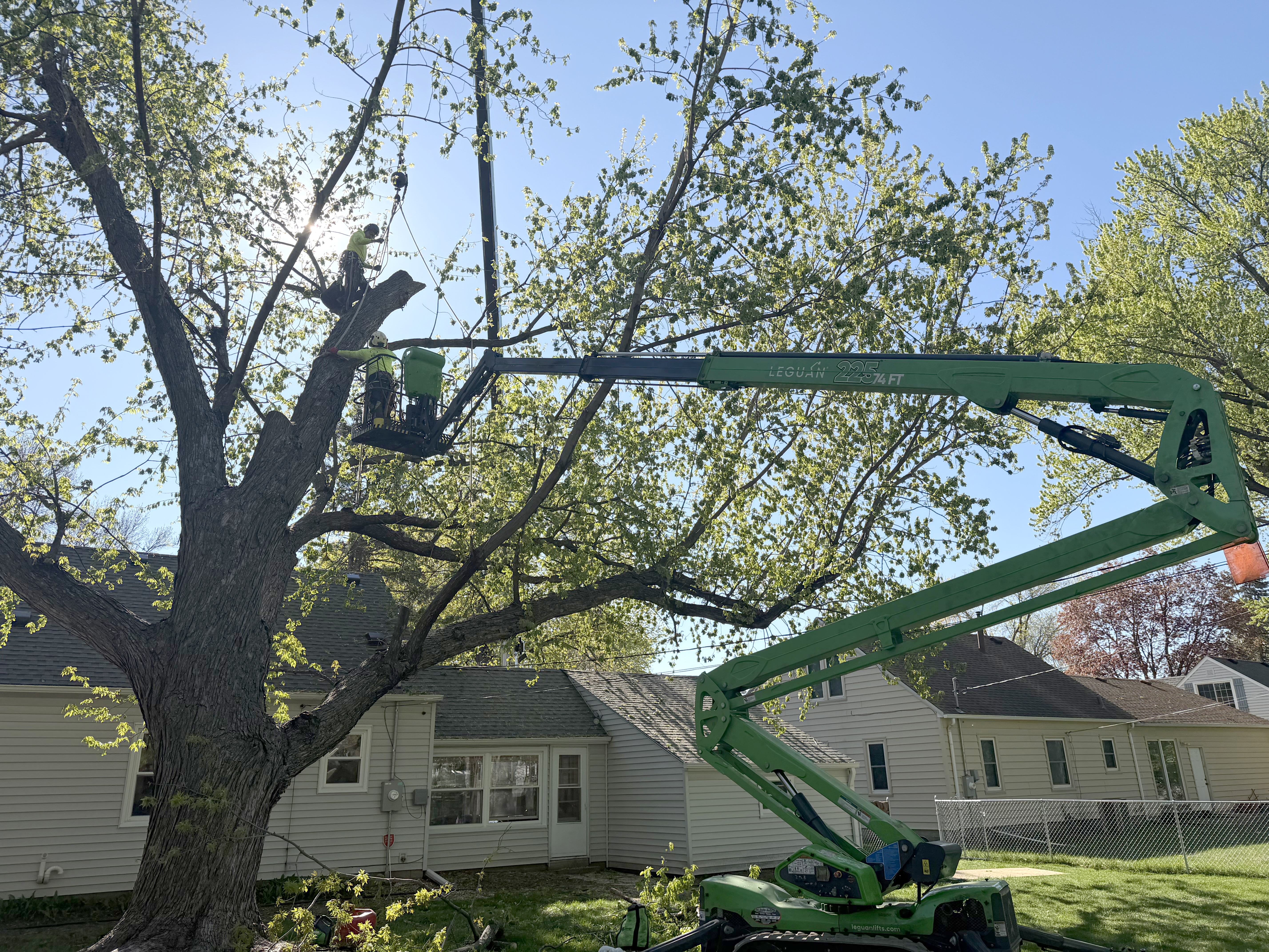 Arborist climbing and trimming a tall tree