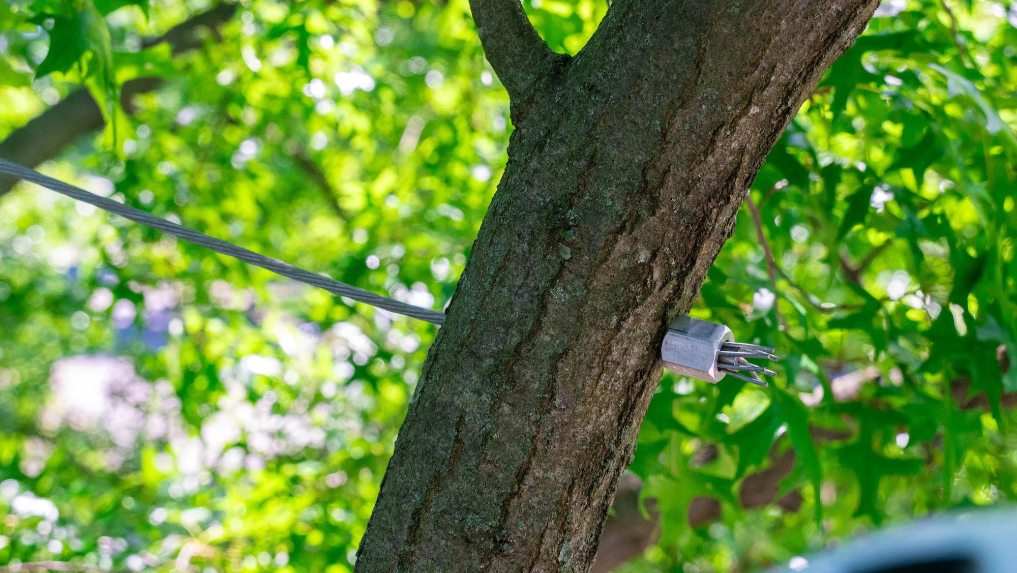 Arborist climbing and trimming a tall tree