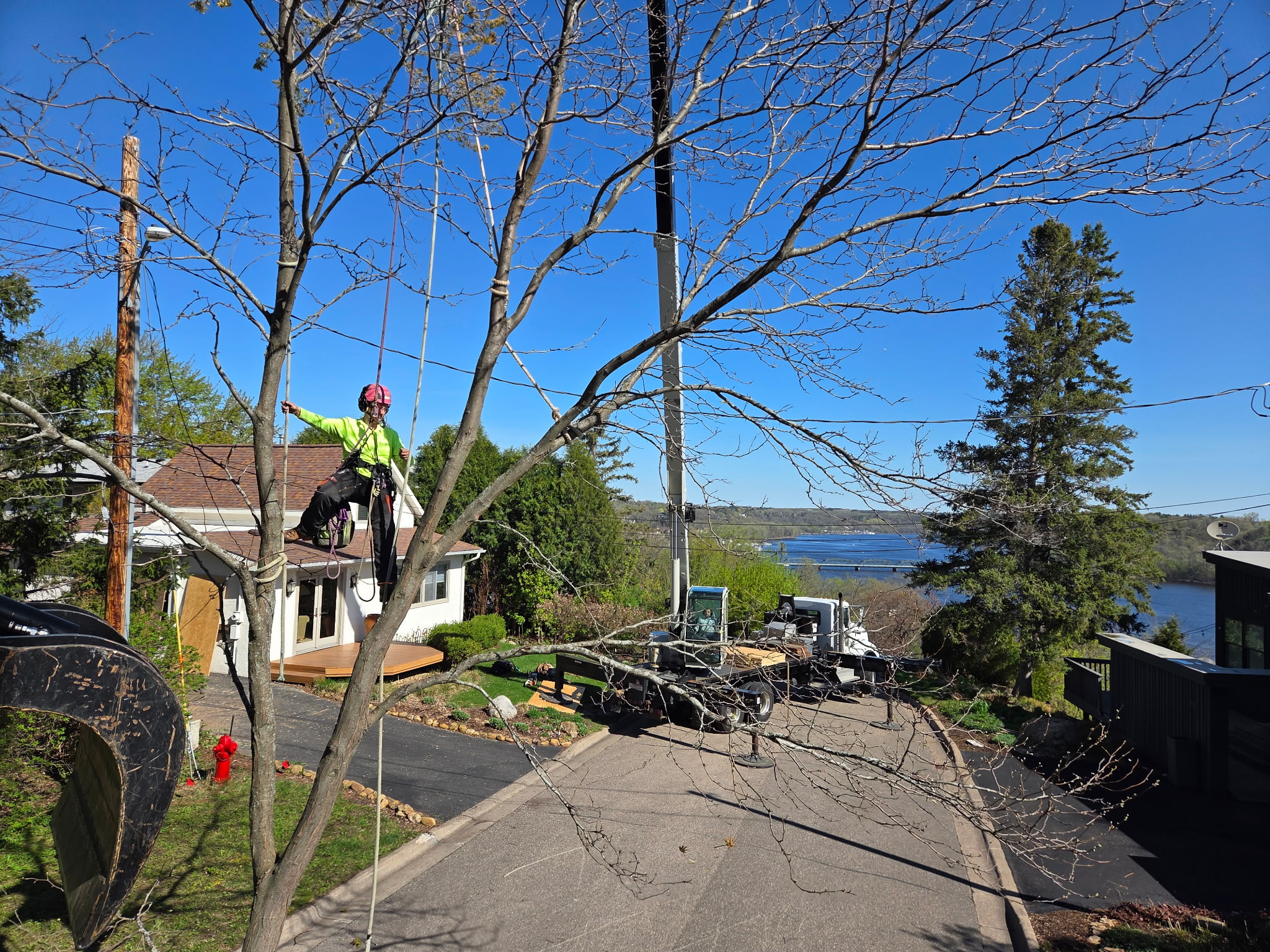 Arborist climbing and trimming a tall tree
