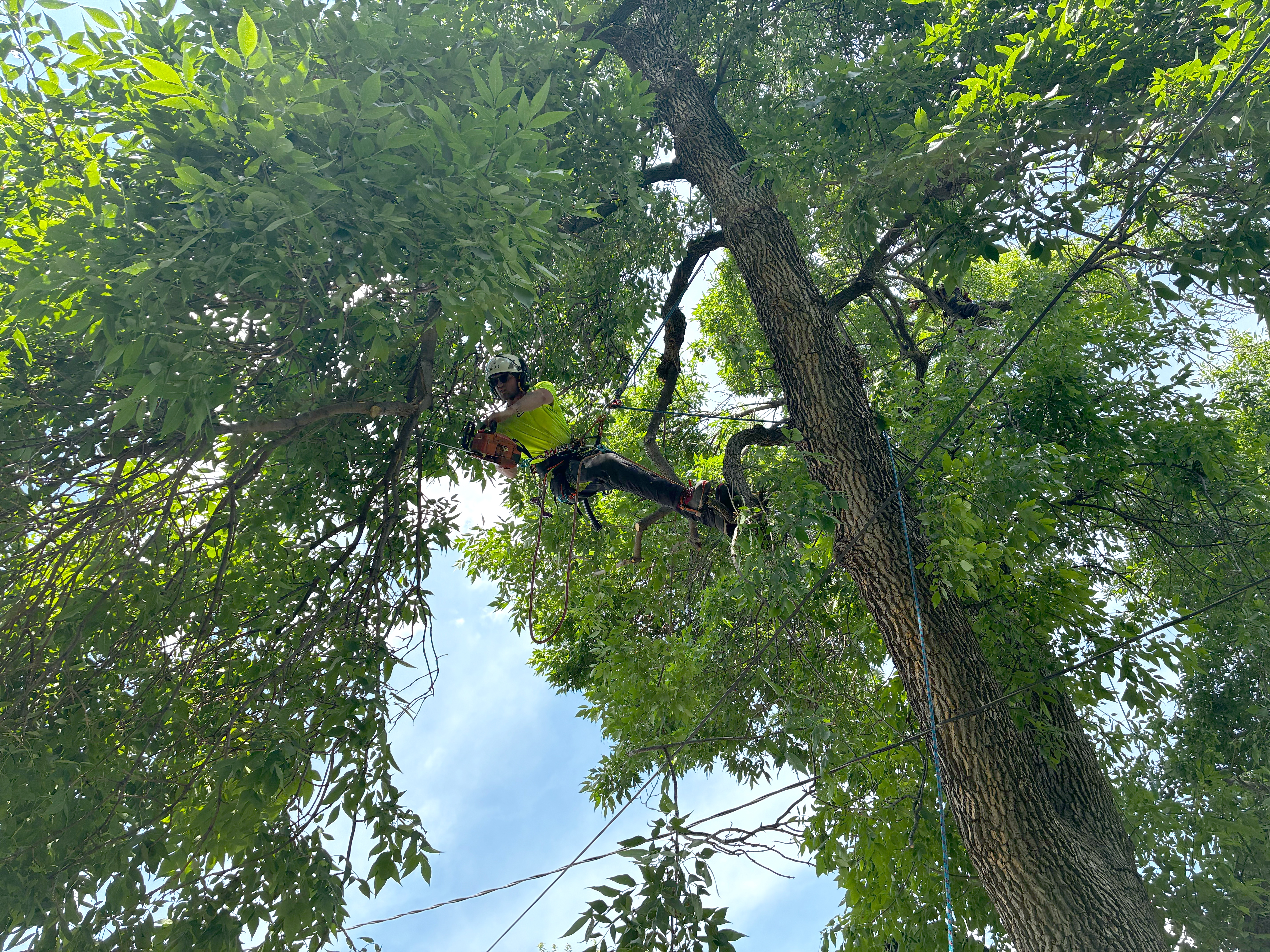 Arborist climbing and trimming a tall tree