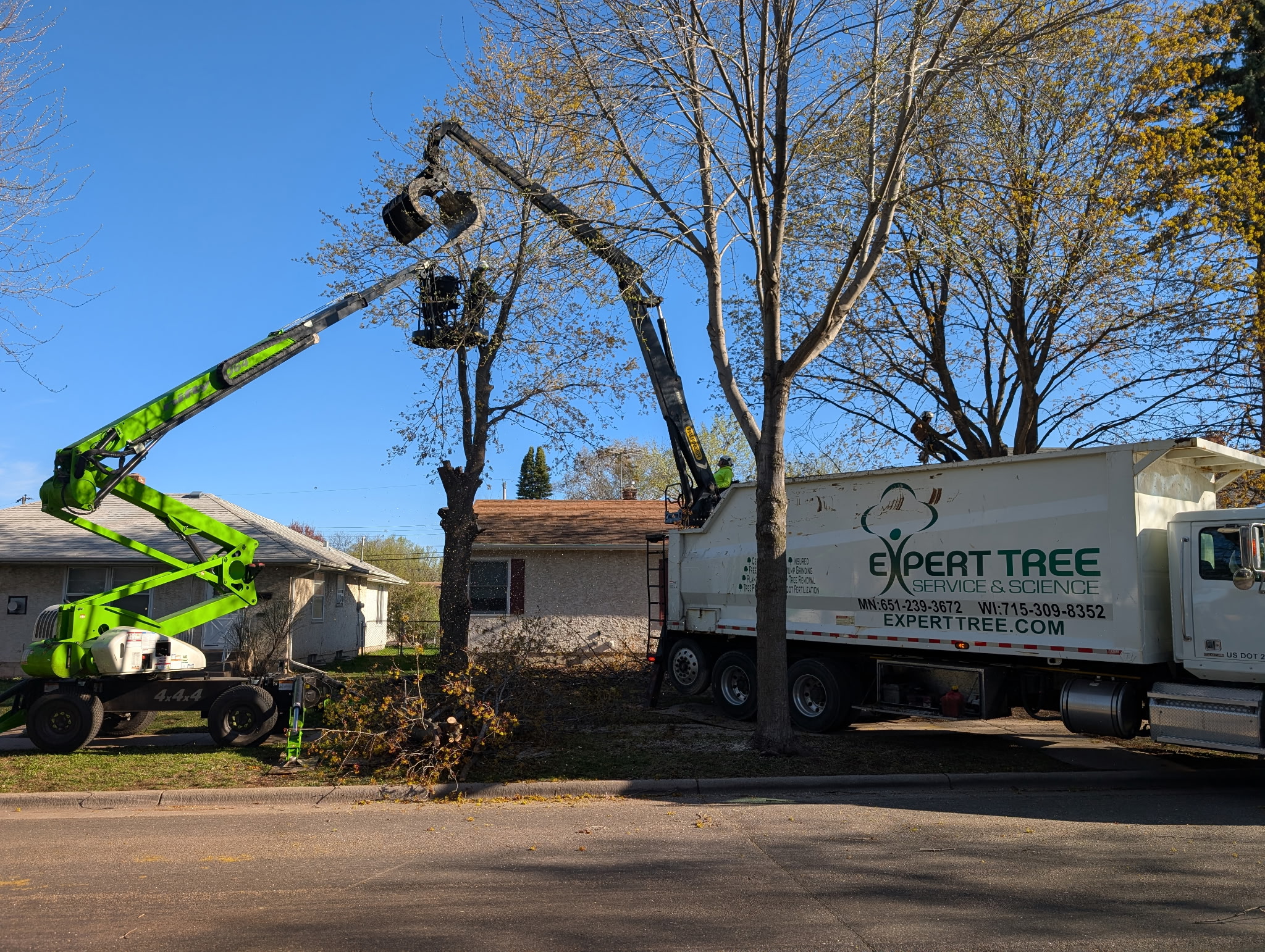 Arborist climbing and trimming a tall tree