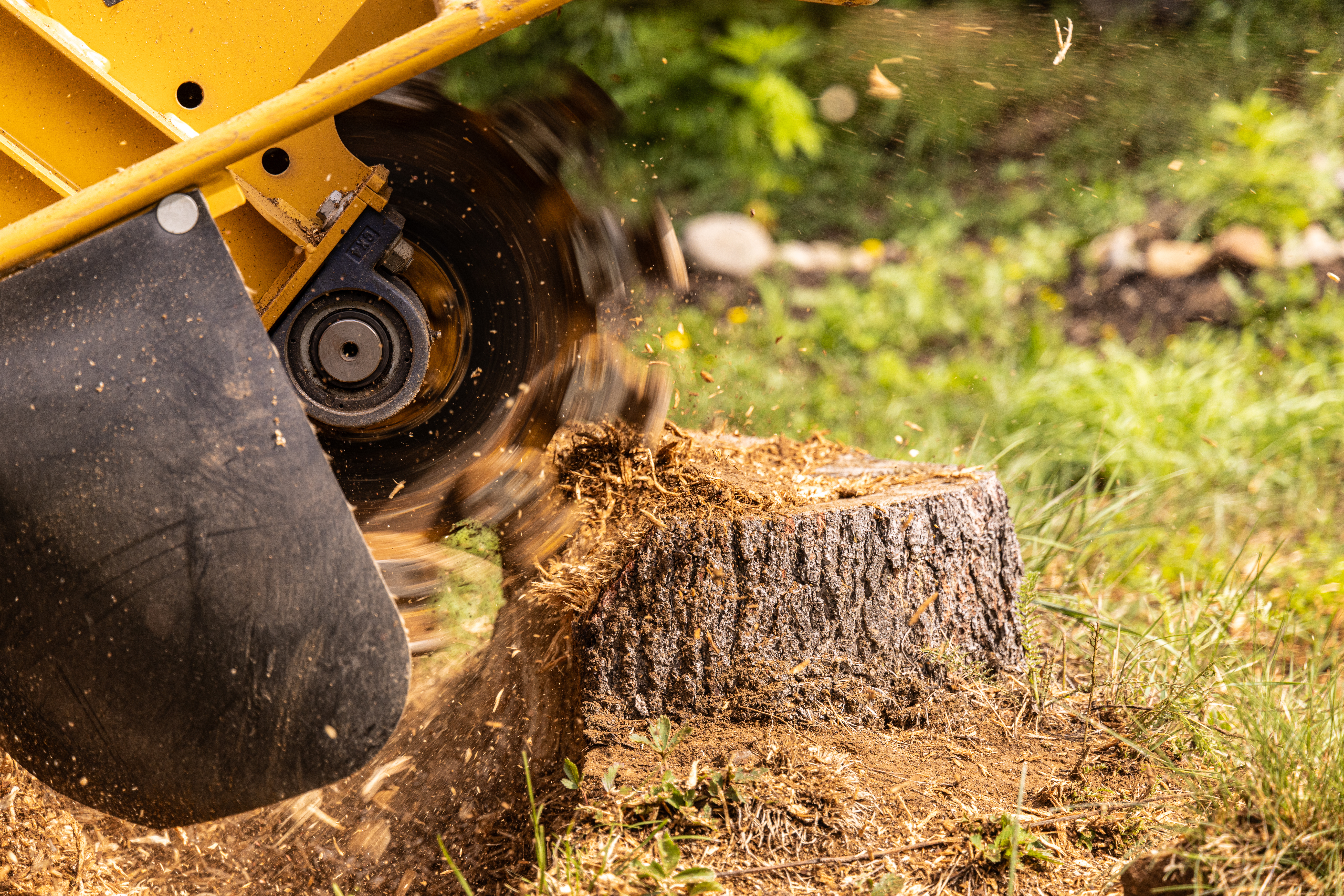 Stump grinding and cleanup