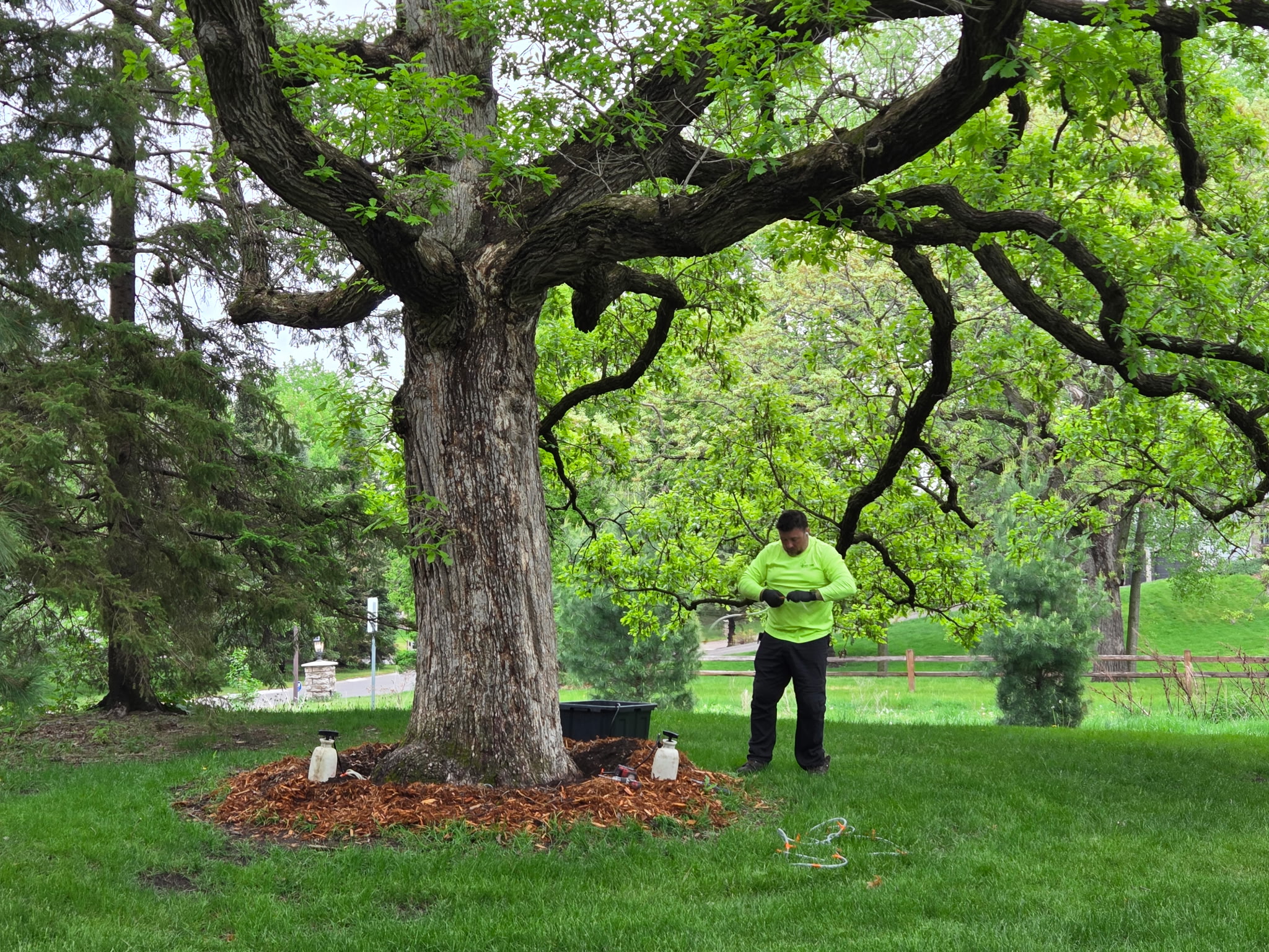 Arborist climbing and trimming a tall tree
