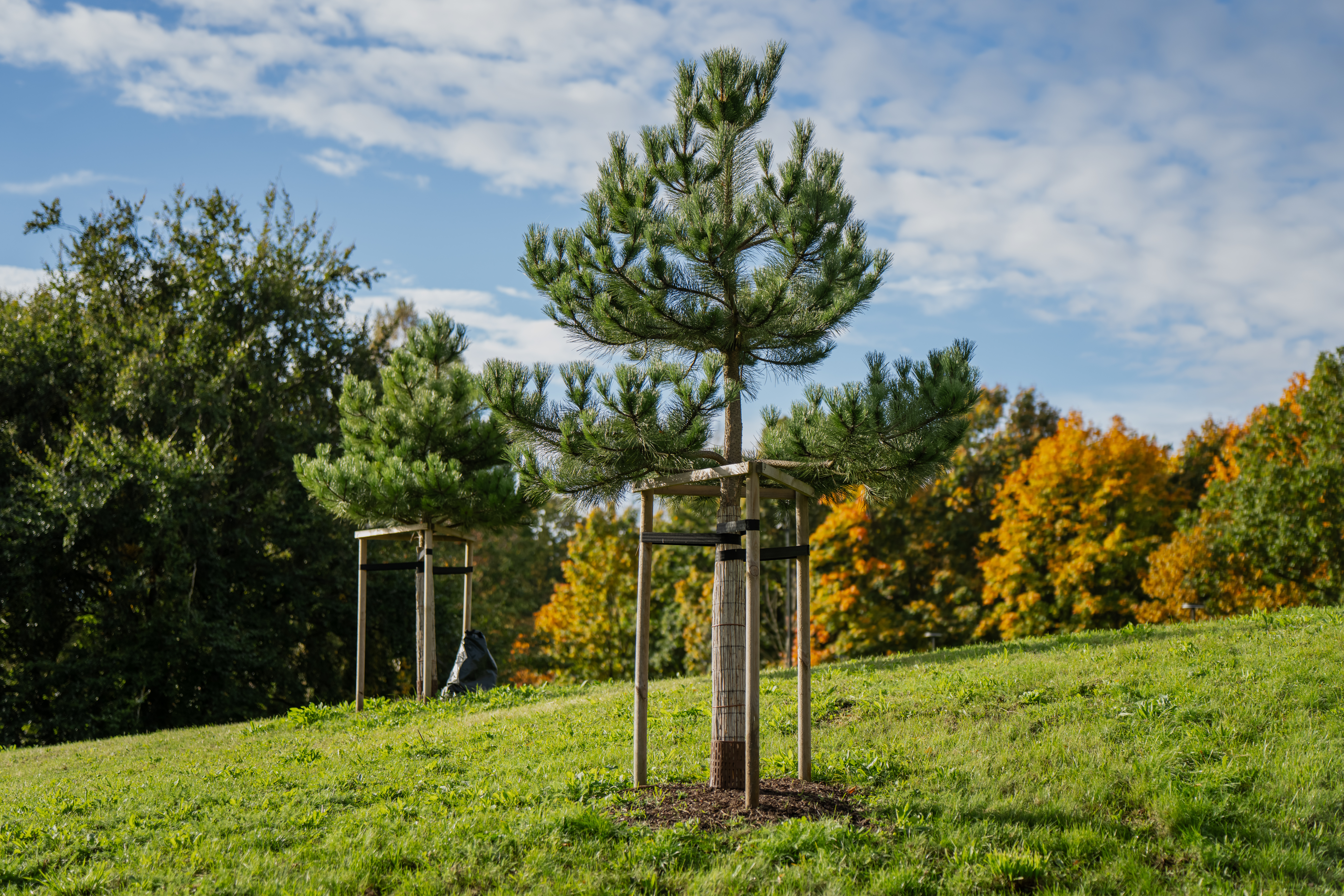 Cabling and tree support