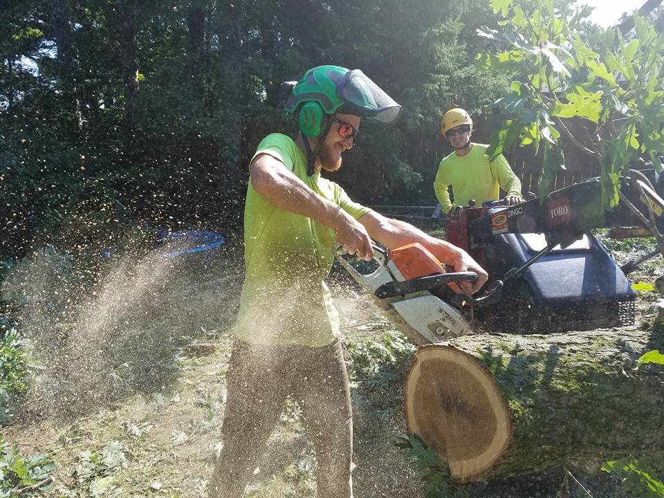 Expert Tree Service crew removing large trees