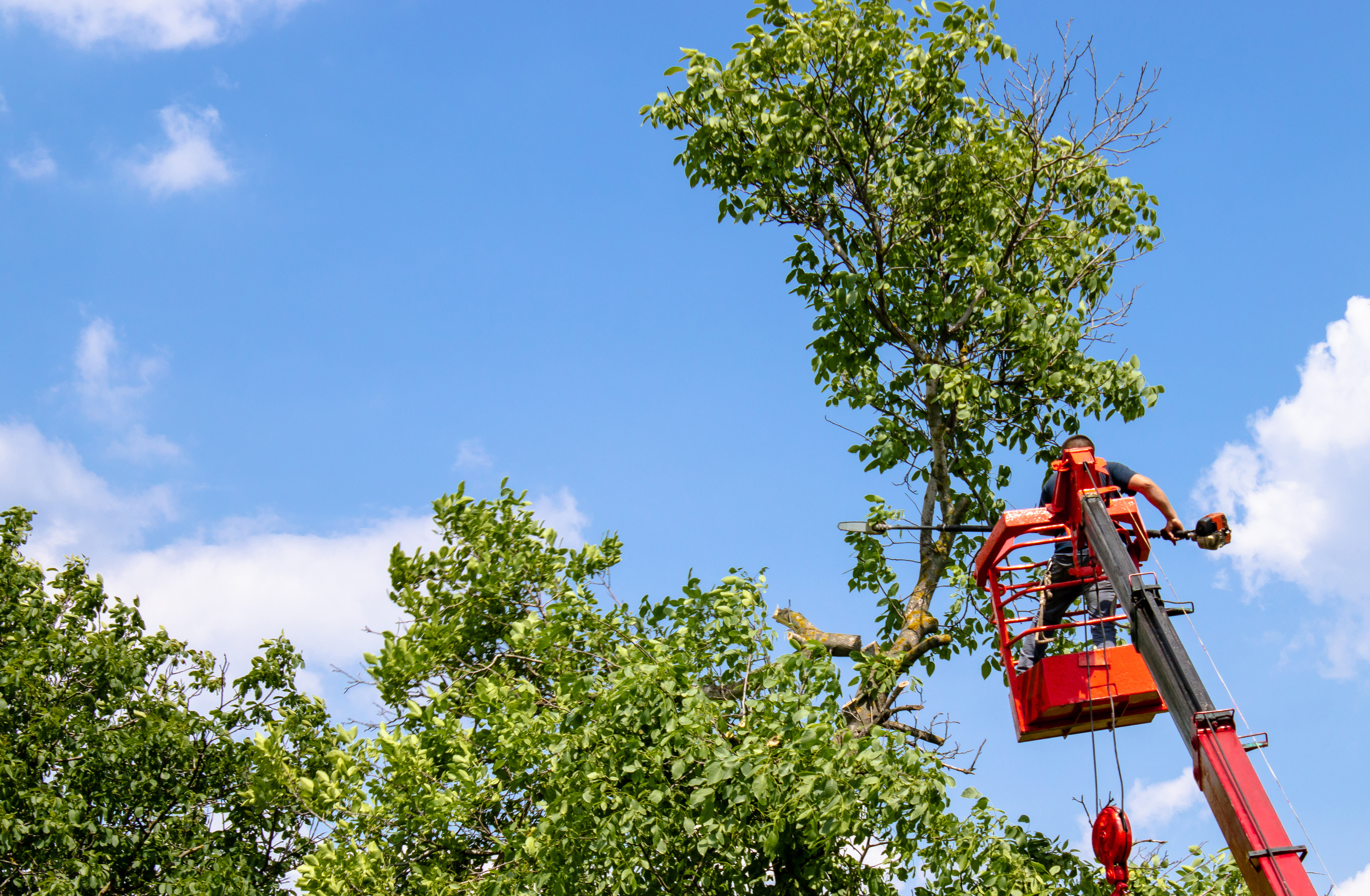 Tree pruning