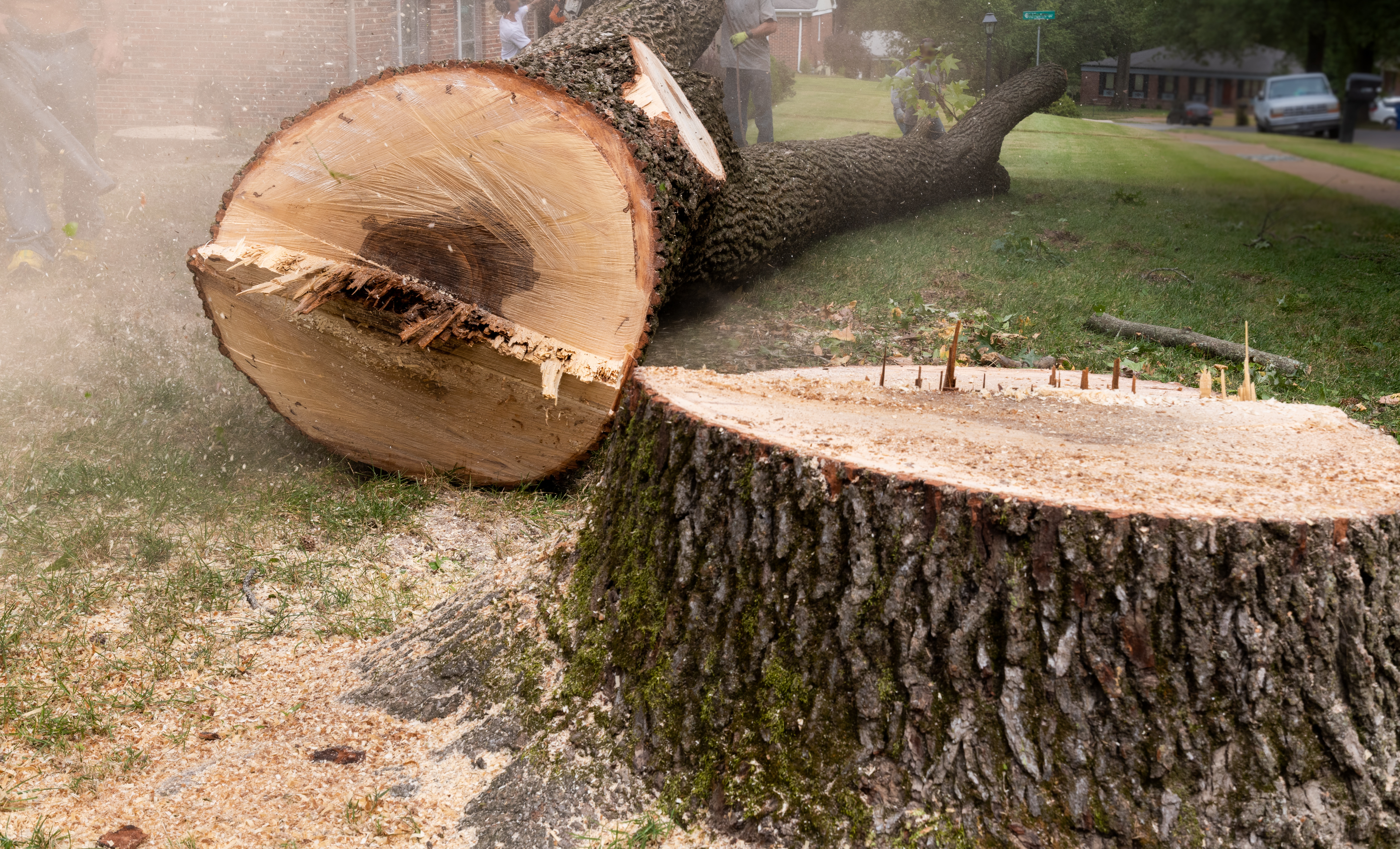 Tree removal